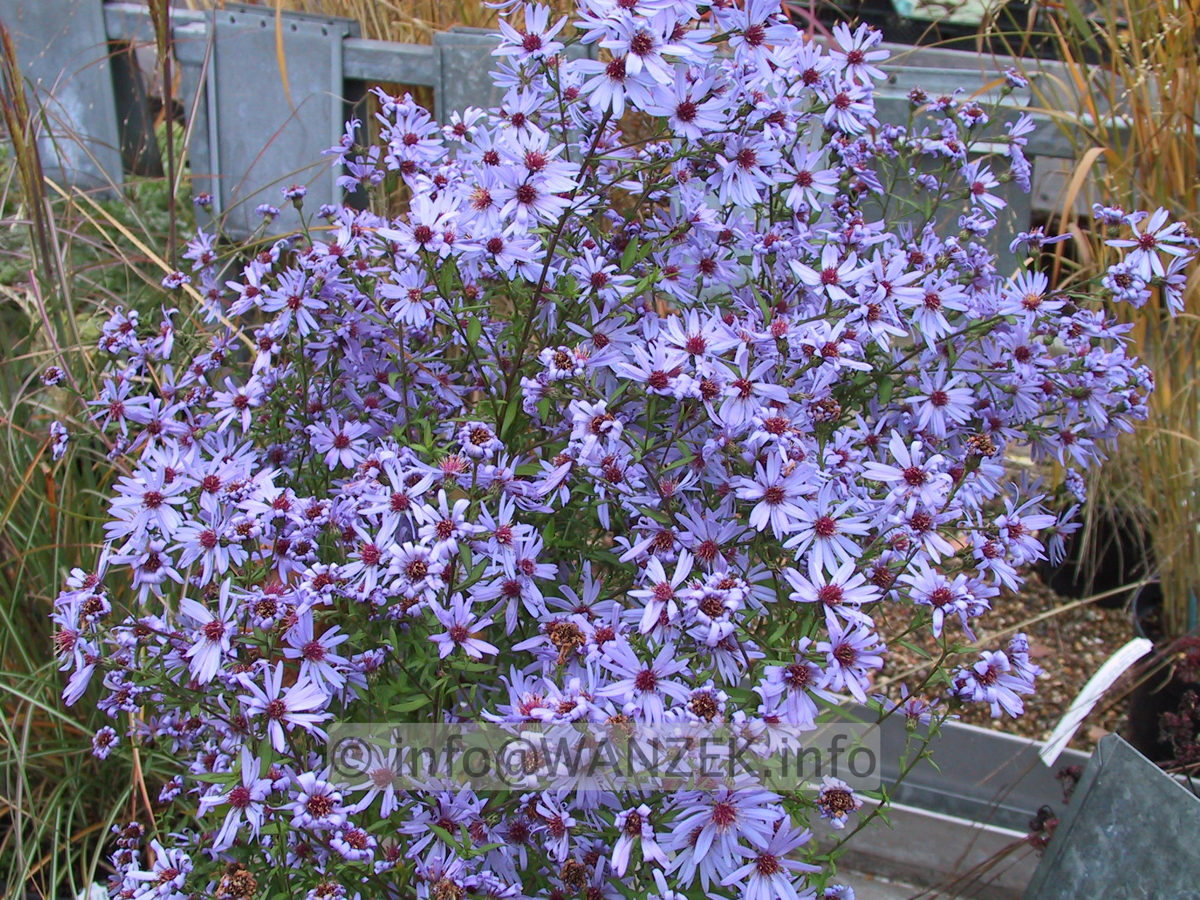 Aster cordifolius Little Carlow2.JPG
